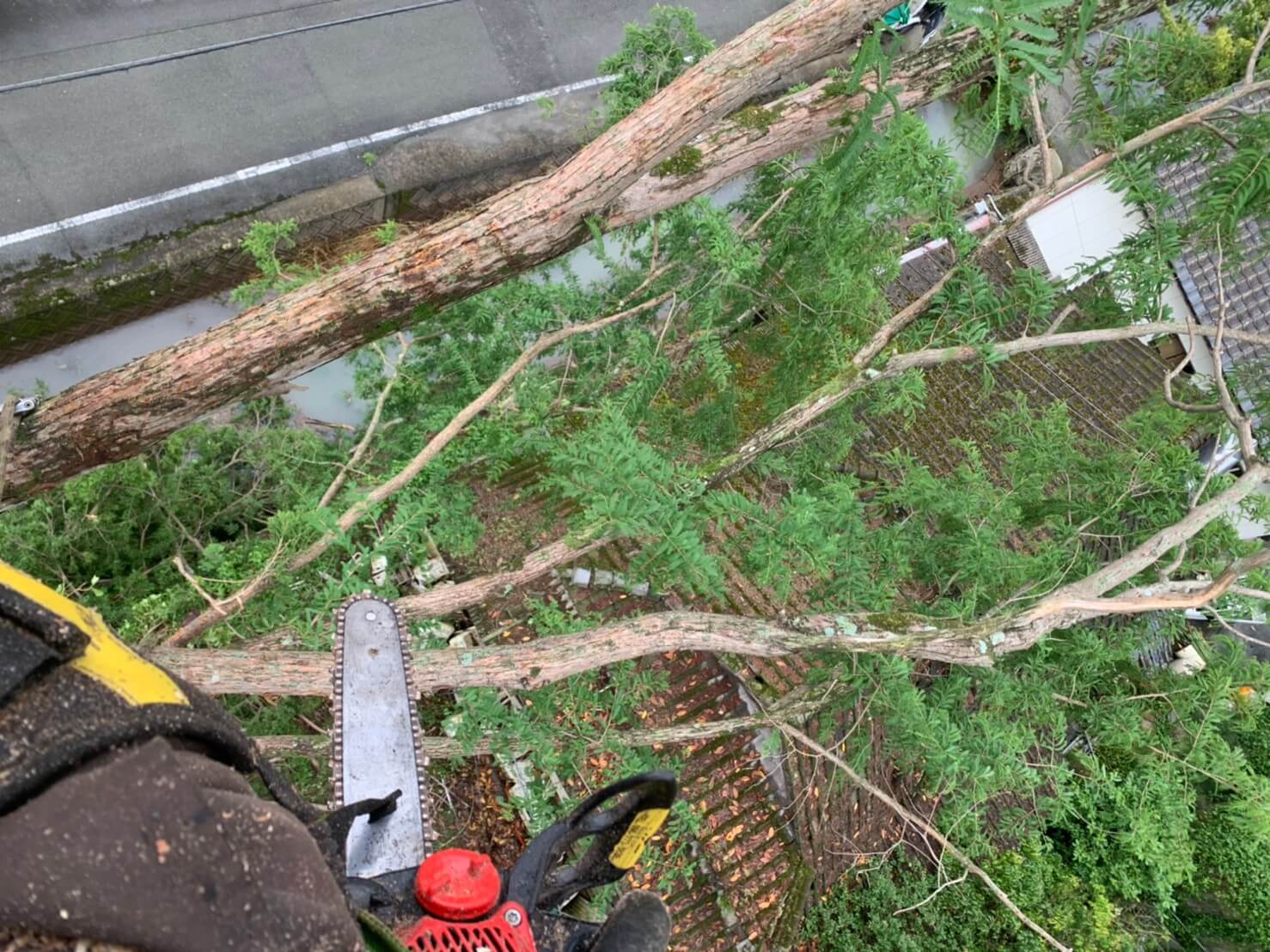 道路、住宅に面するメタセコイヤ。枝葉がどれだけ被さっているかお分かり頂けるかと思います